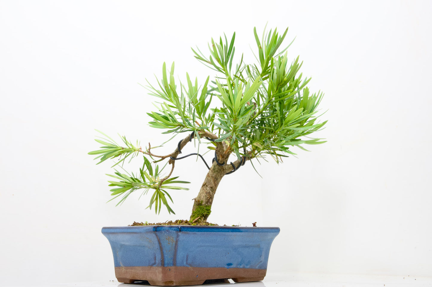 Buddhist Pine Bonsai  S Trunk - 24cm Blue Ceramic Pot