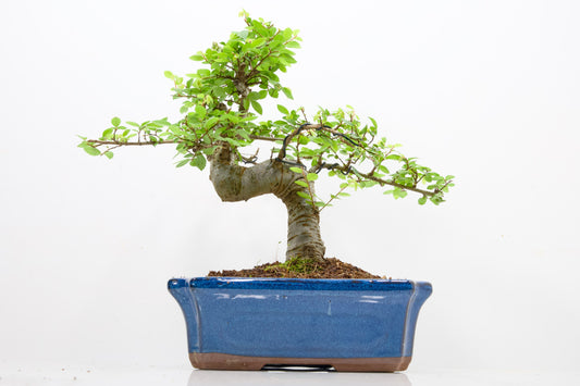 Large Chinese Elm Bonsai and Care Kit in 24cm Blue Ceramic Pot