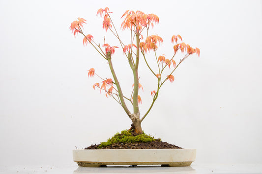 'Katsura' Japanese Maple Bonsai+ Care Kit