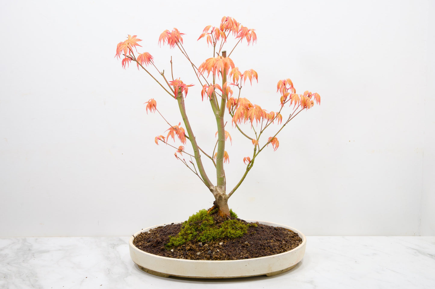 'Katsura' Japanese Maple Bonsai+ Care Kit