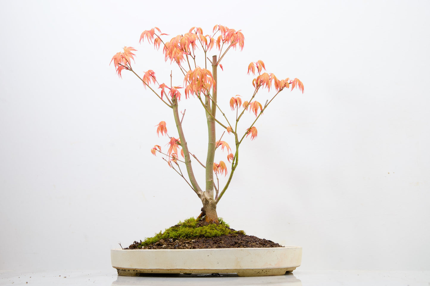 'Katsura' Japanese Maple Bonsai+ Care Kit