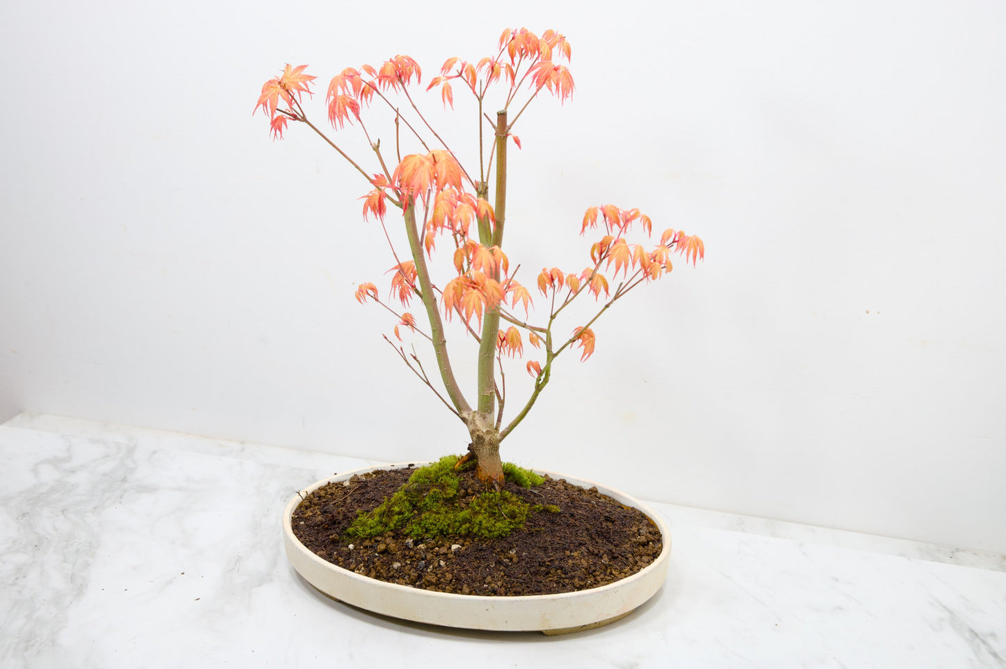'Katsura' Japanese Maple Bonsai+ Care Kit