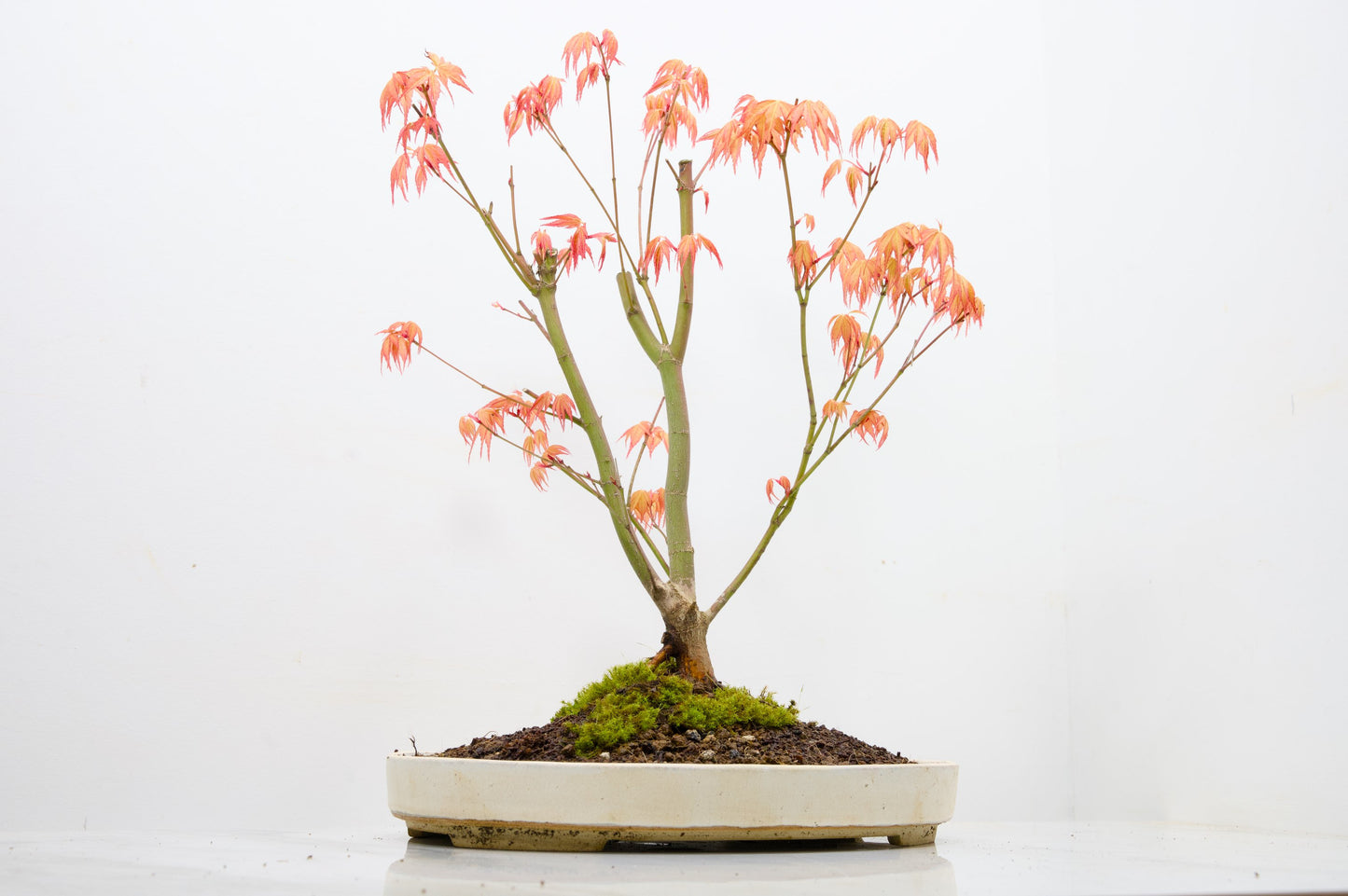 'Katsura' Japanese Maple Bonsai+ Care Kit