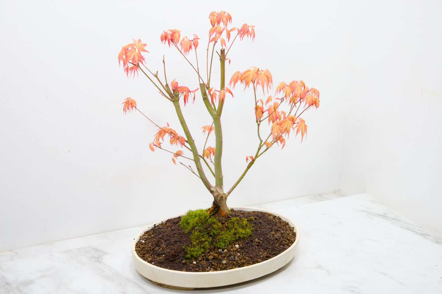 'Katsura' Japanese Maple Bonsai+ Care Kit