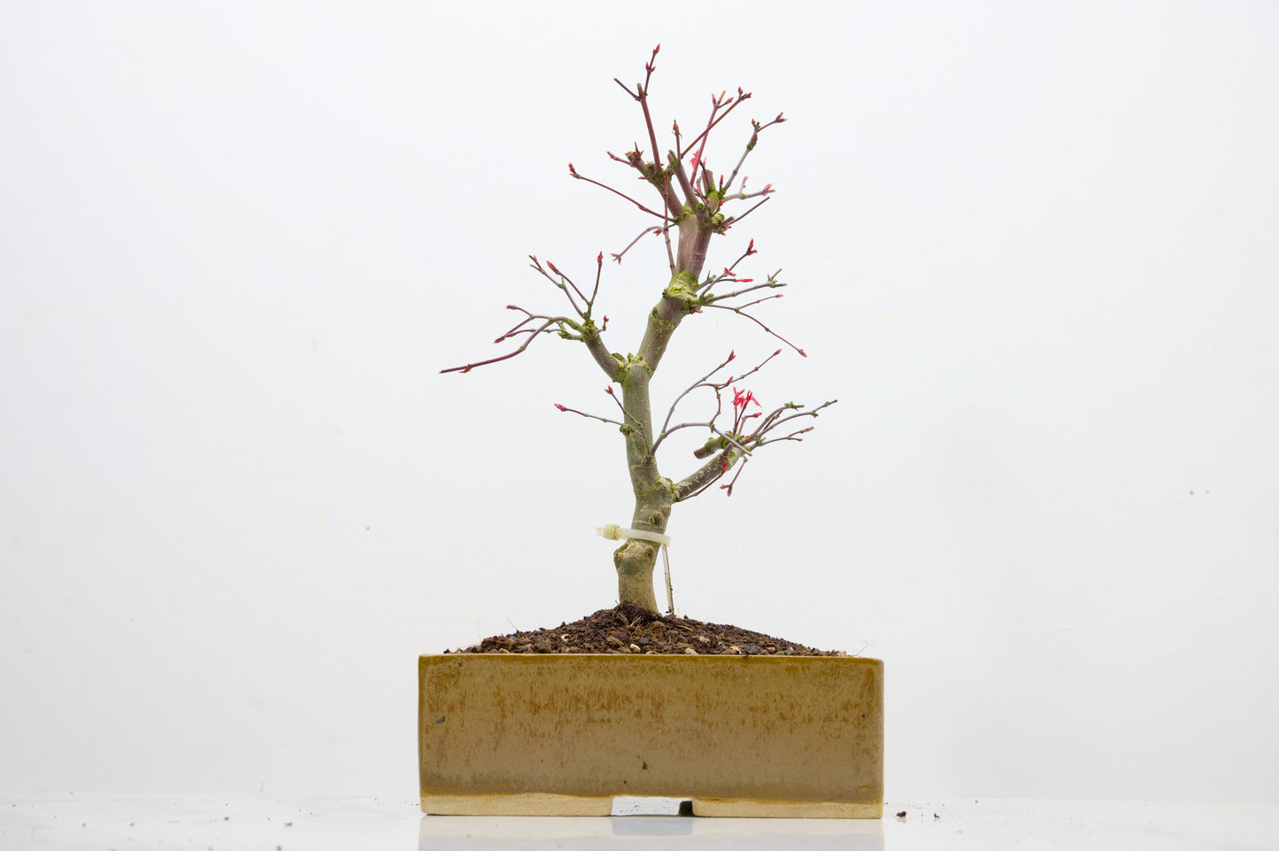 Deshojo Japanese Maple Bonsai+ Care Kit
