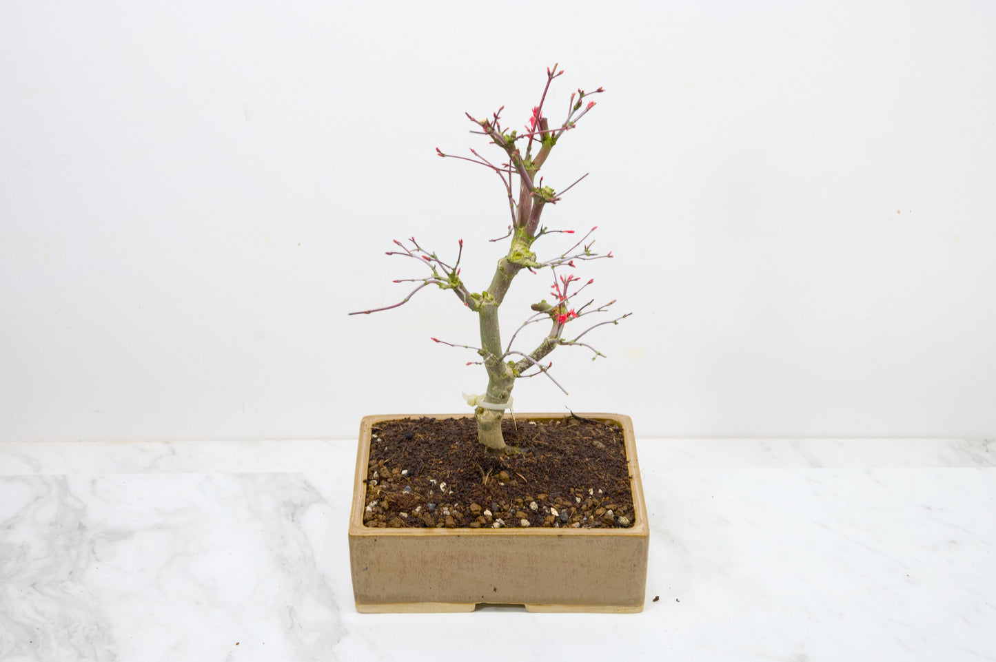 Deshojo Japanese Maple Bonsai+ Care Kit