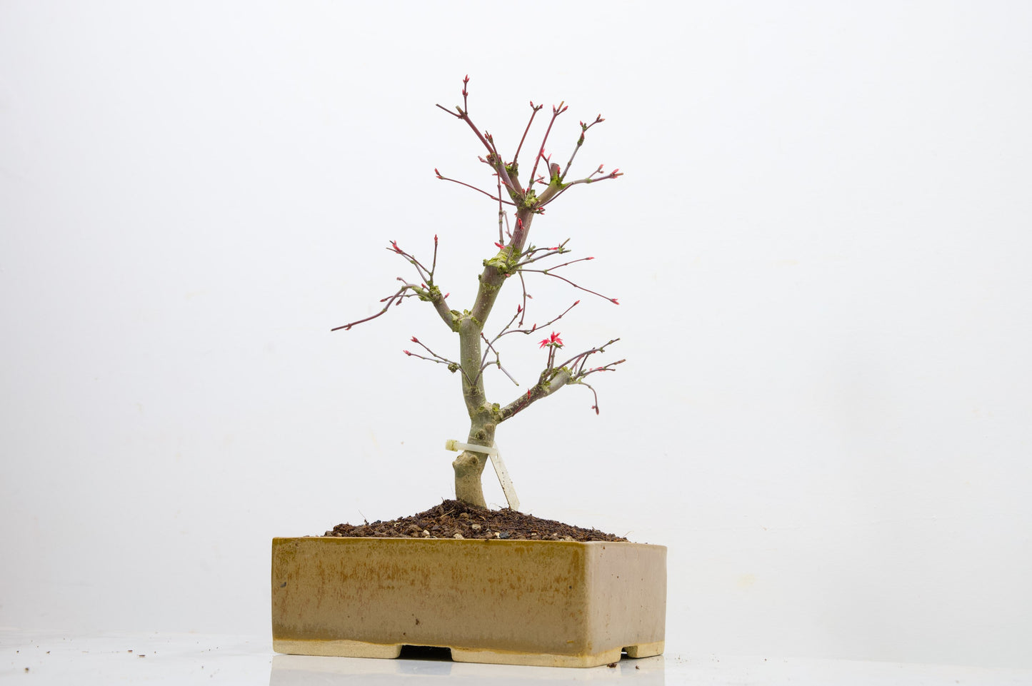 Deshojo Japanese Maple Bonsai+ Care Kit