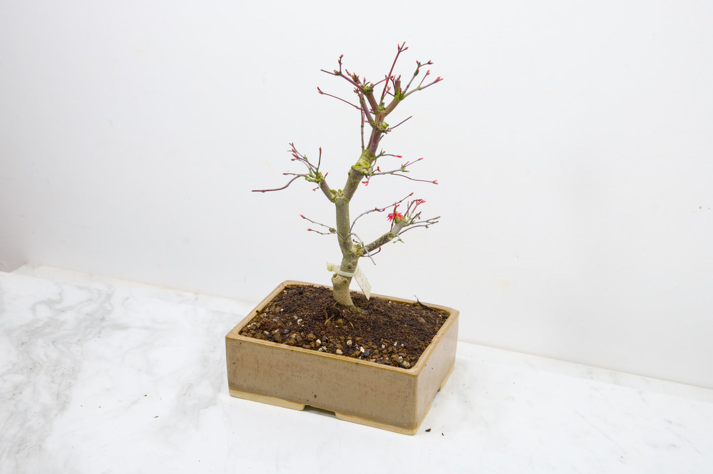 Deshojo Japanese Maple Bonsai+ Care Kit