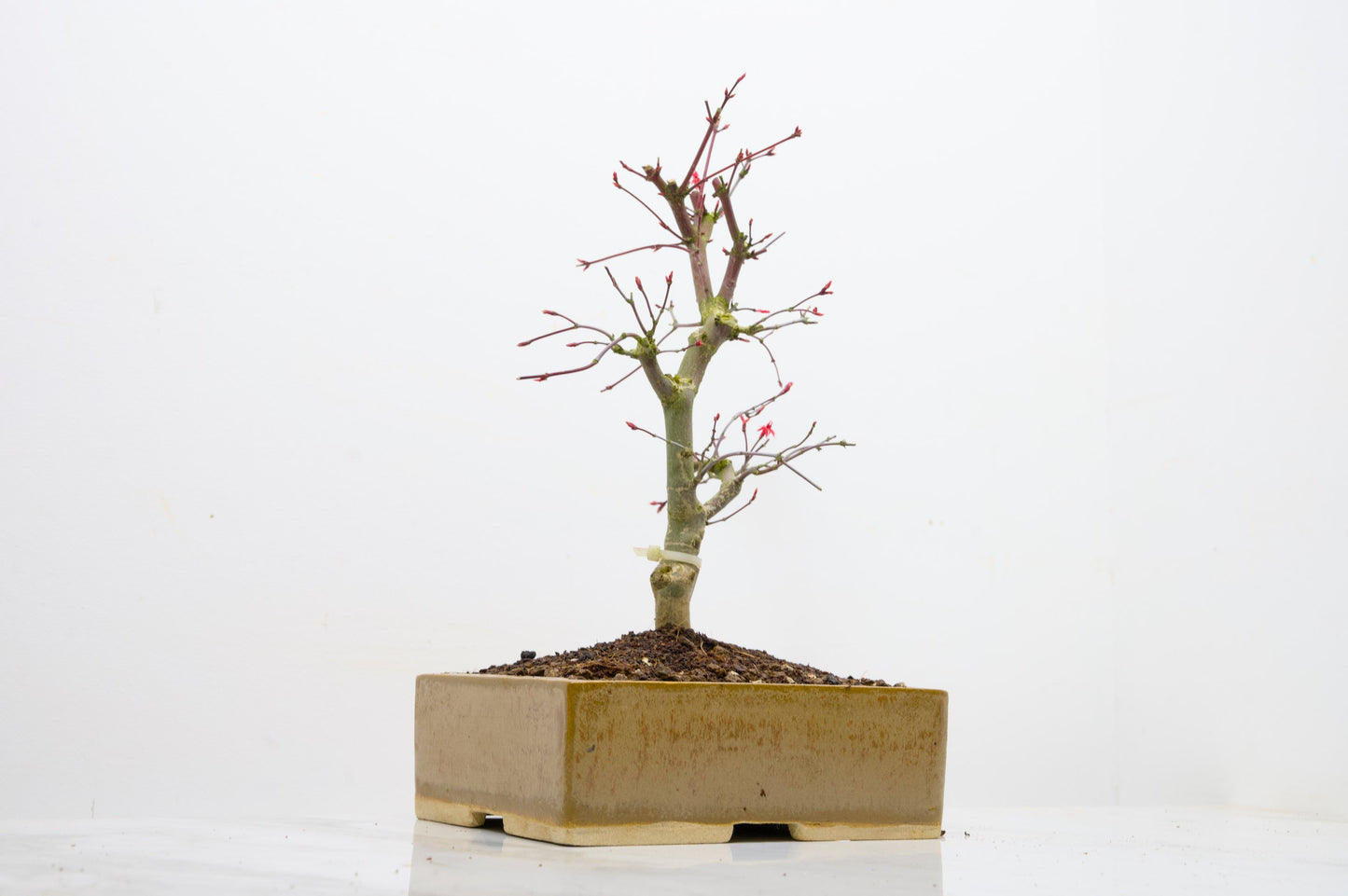 Deshojo Japanese Maple Bonsai+ Care Kit