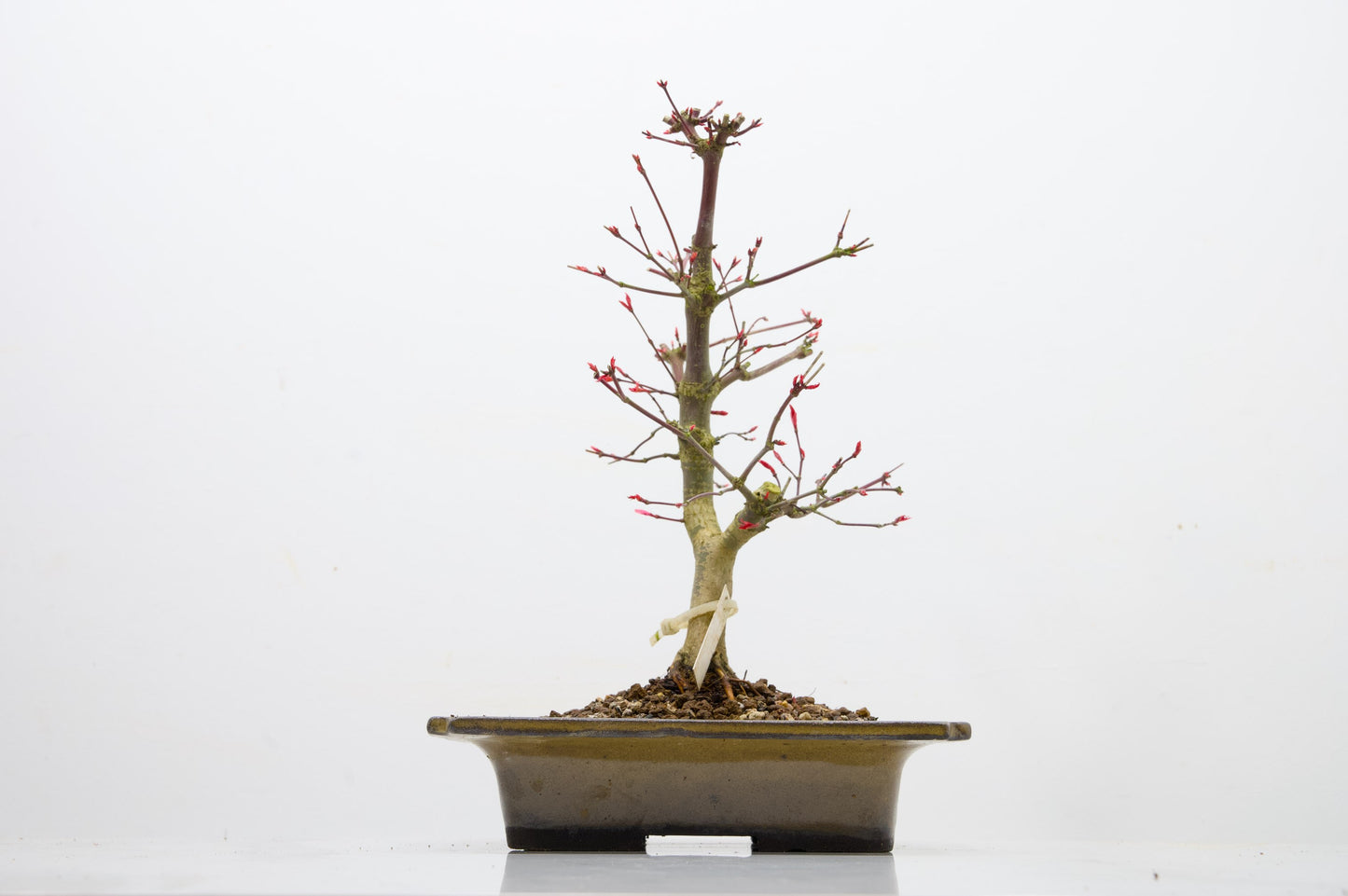 Deshojo Japanese Maple Bonsai+ Care Kit