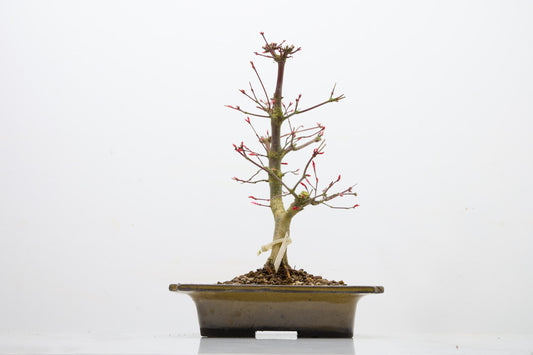 Deshojo Japanese Maple Bonsai+ Care Kit