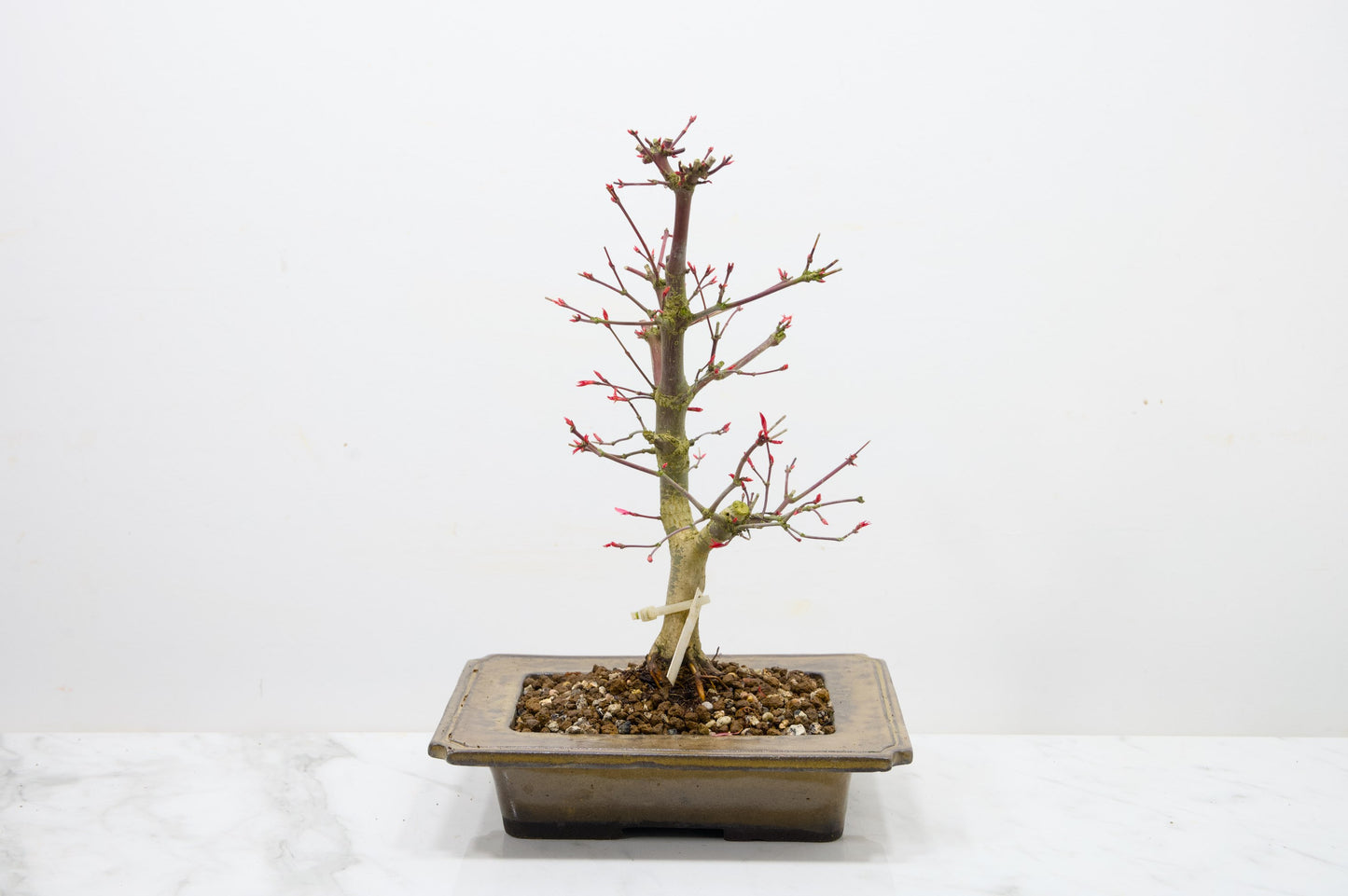 Deshojo Japanese Maple Bonsai+ Care Kit