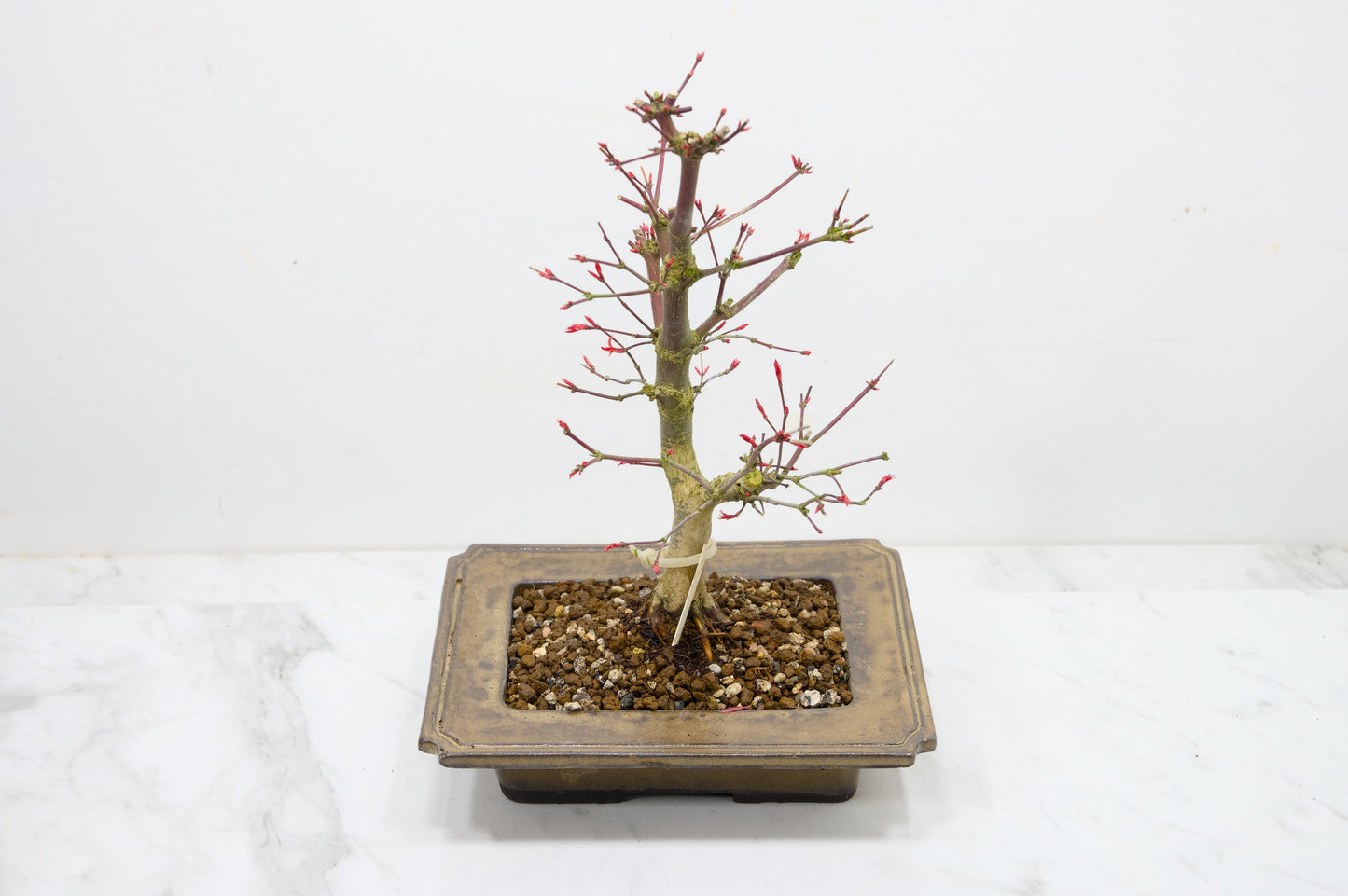 Deshojo Japanese Maple Bonsai+ Care Kit