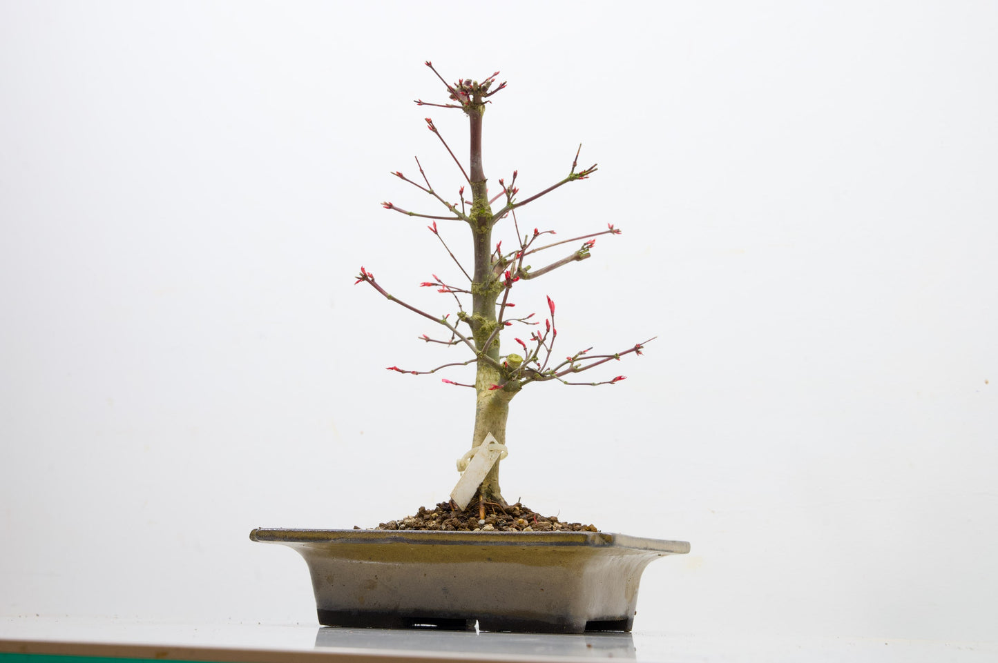 Deshojo Japanese Maple Bonsai+ Care Kit