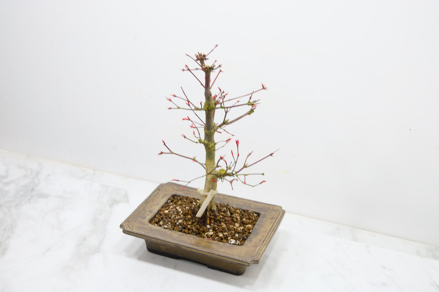 Deshojo Japanese Maple Bonsai+ Care Kit