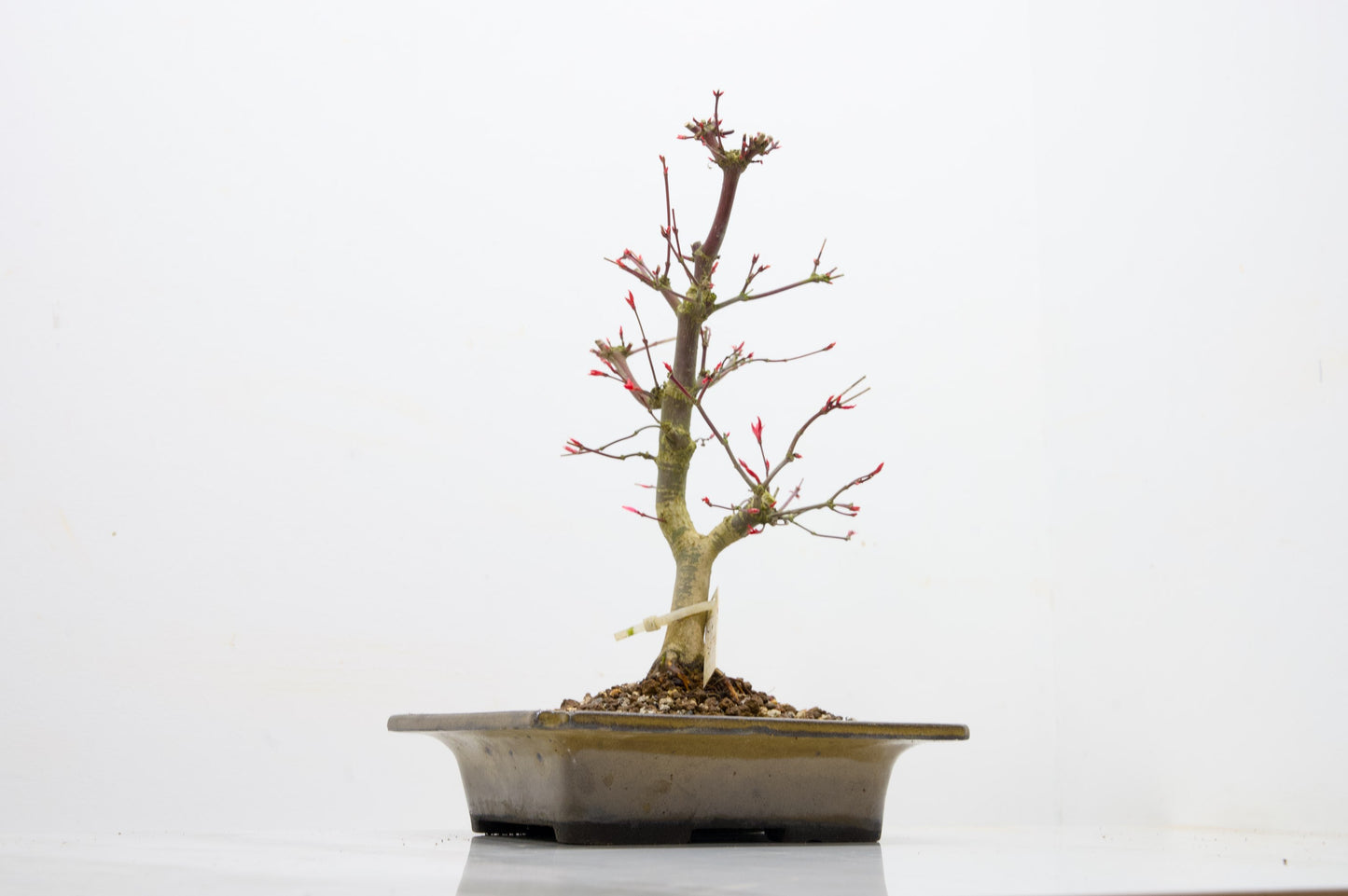 Deshojo Japanese Maple Bonsai+ Care Kit