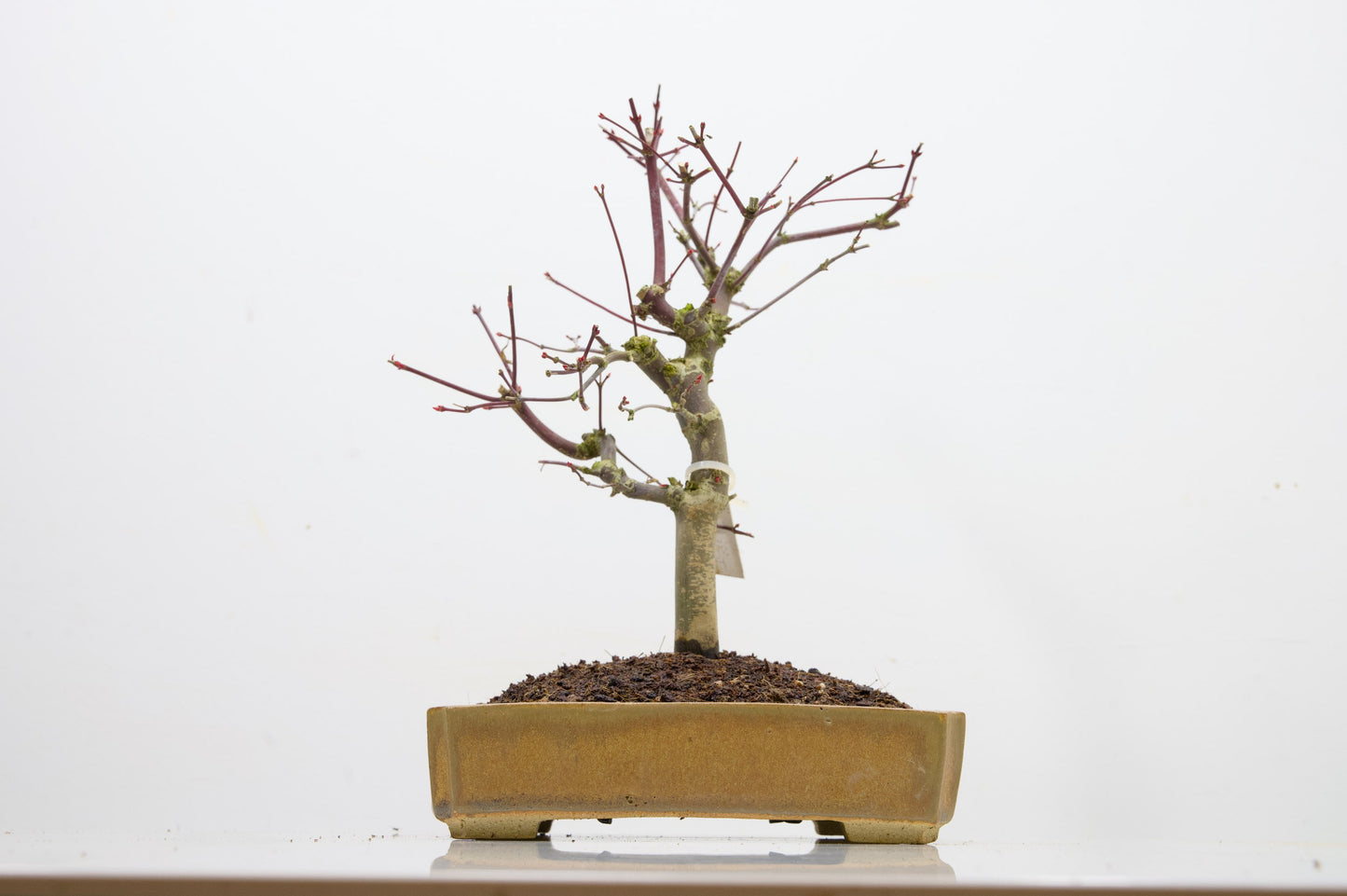 Deshojo Japanese Maple Bonsai+ Care Kit