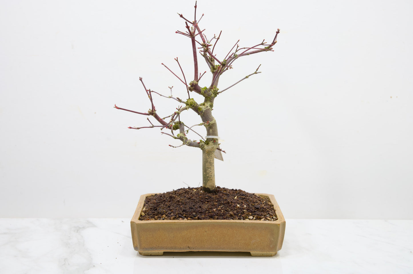 Deshojo Japanese Maple Bonsai+ Care Kit