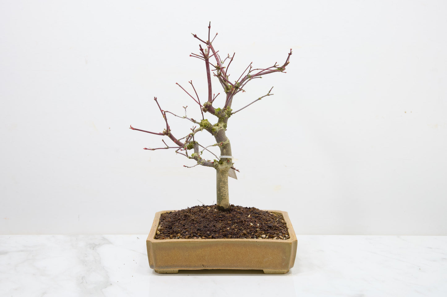 Deshojo Japanese Maple Bonsai+ Care Kit