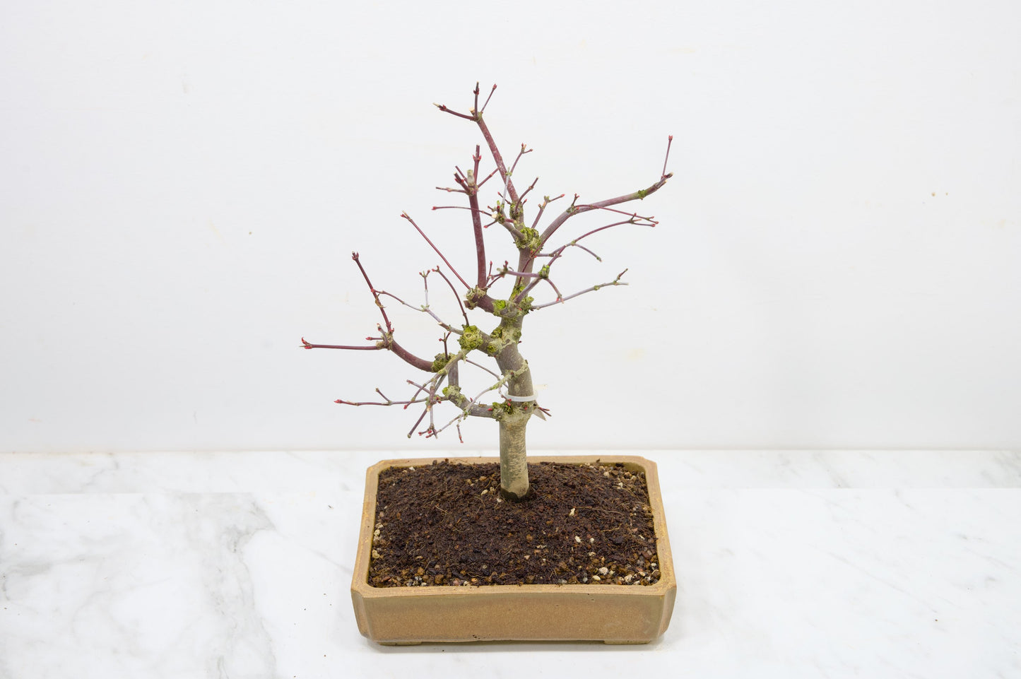 Deshojo Japanese Maple Bonsai+ Care Kit