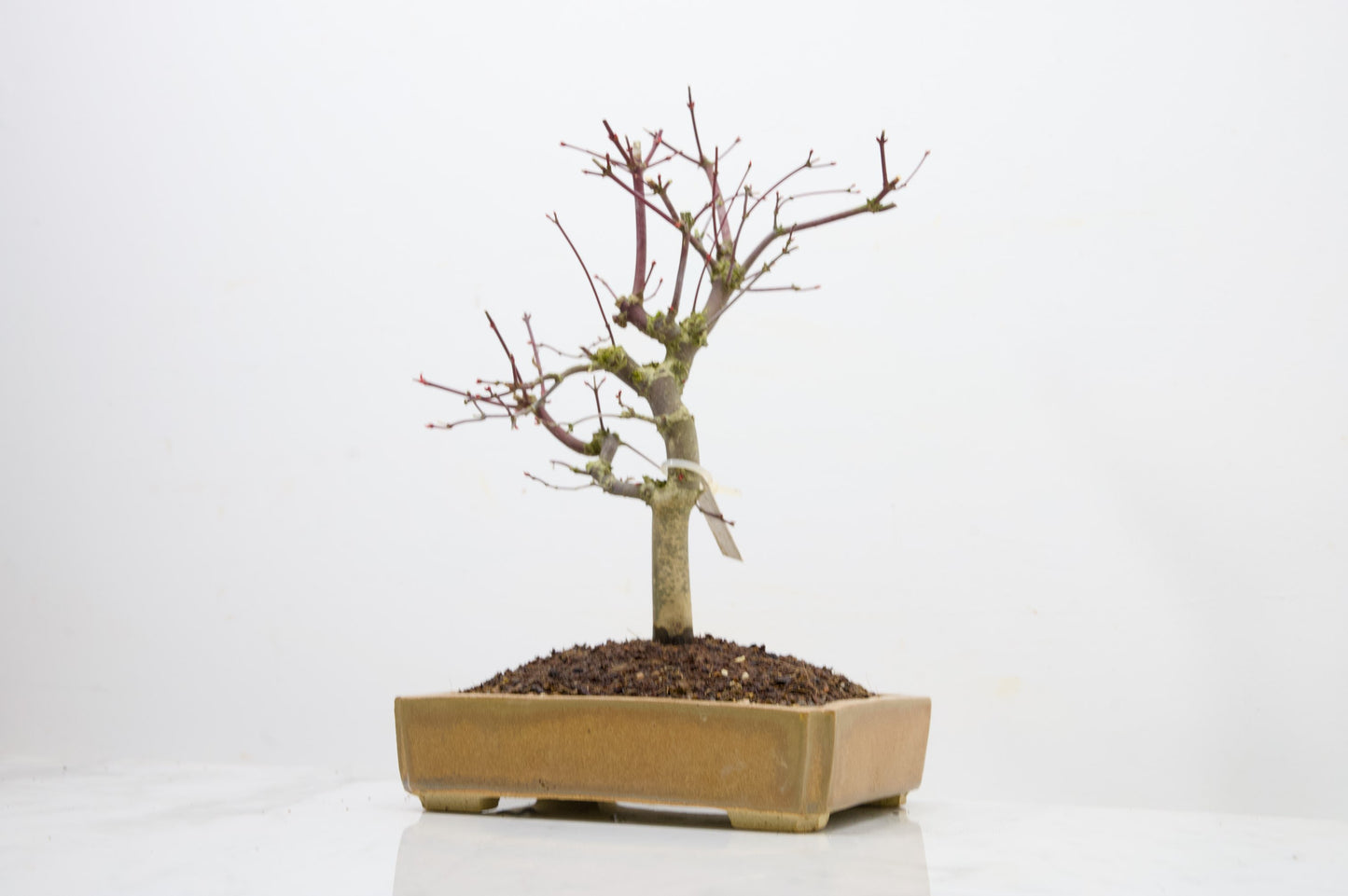 Deshojo Japanese Maple Bonsai+ Care Kit