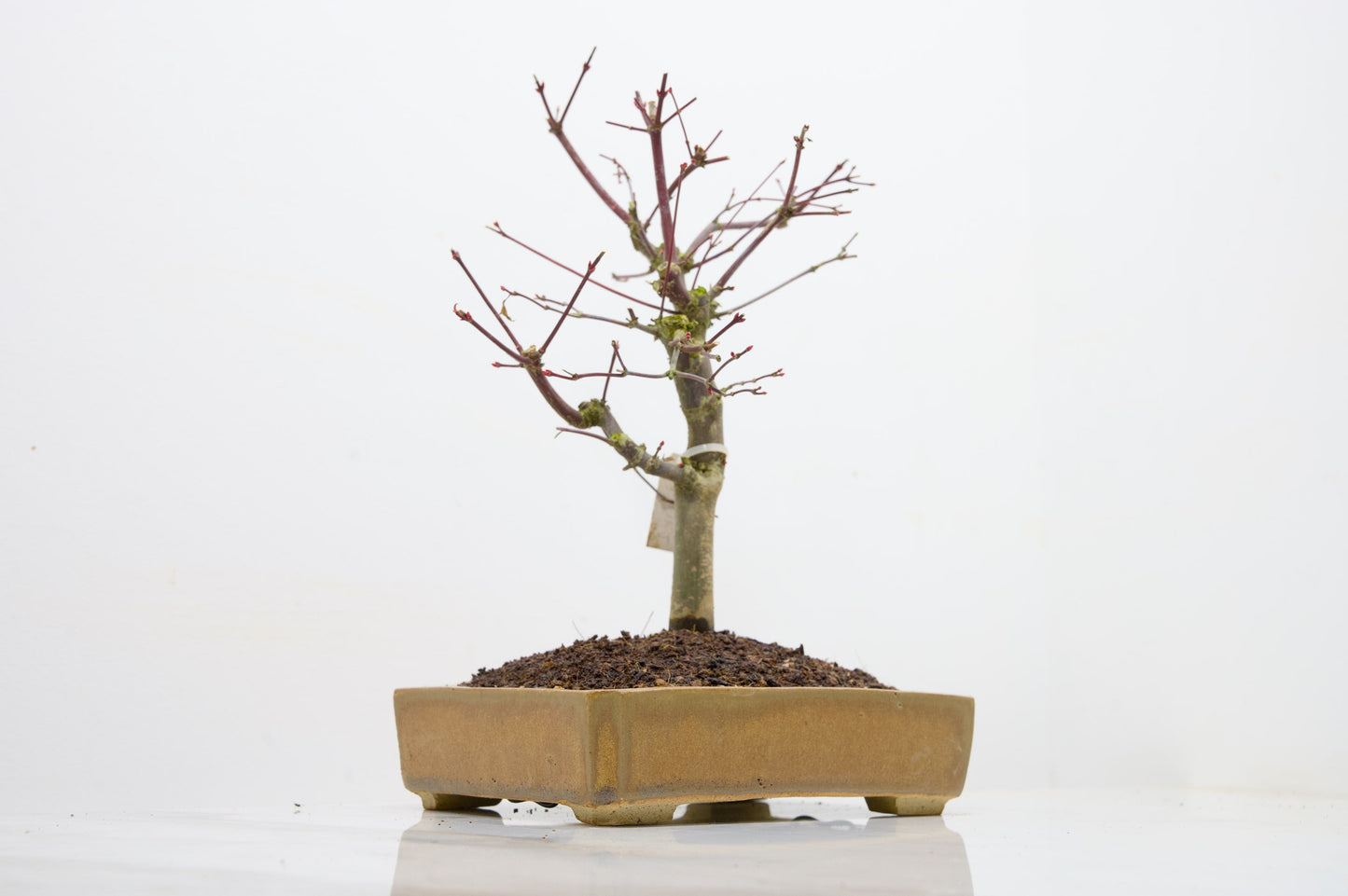 Deshojo Japanese Maple Bonsai+ Care Kit