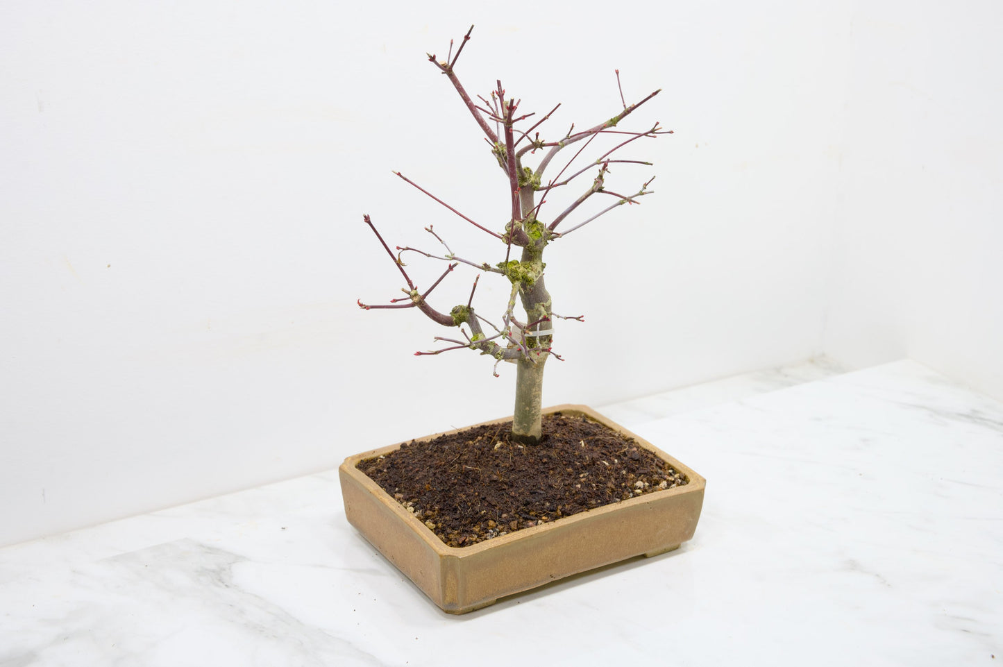Deshojo Japanese Maple Bonsai+ Care Kit