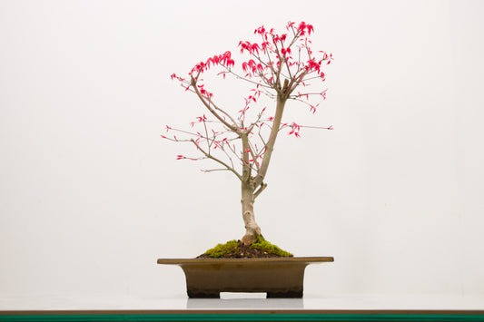 Deshojo Japanese Maple Bonsai+ Care Kit