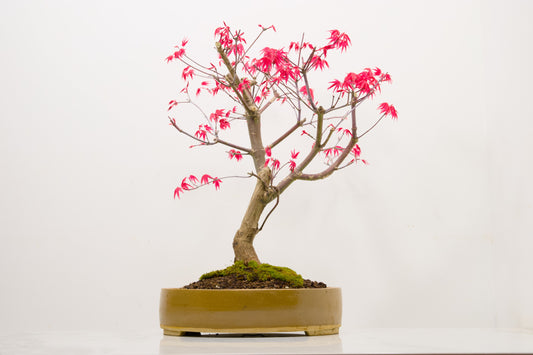 Deshojo Japanese Maple Bonsai+ Care Kit