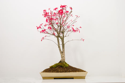 Deshojo Japanese Maple Bonsai+ Care Kit