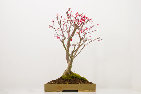 Deshojo Japanese Maple Bonsai+ Care Kit