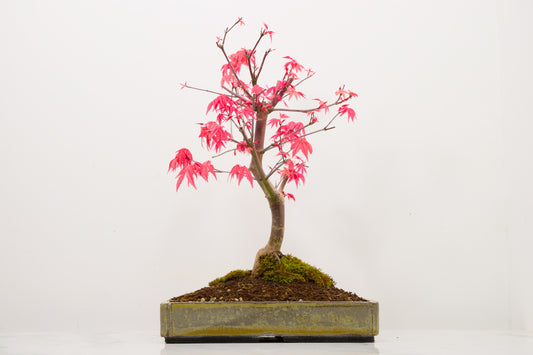 Deshojo Japanese Maple Bonsai+ Care Kit