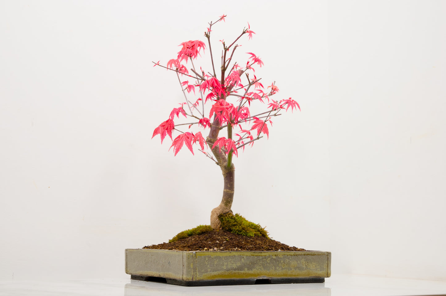 Deshojo Japanese Maple Bonsai+ Care Kit