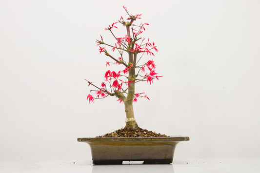Deshojo Japanese Maple Bonsai+ Care Kit