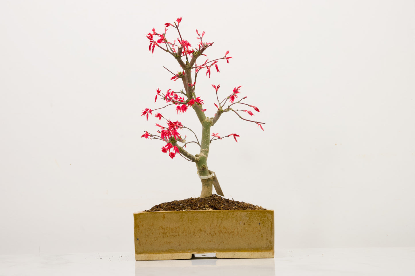 Deshojo Japanese Maple Bonsai+ Care Kit
