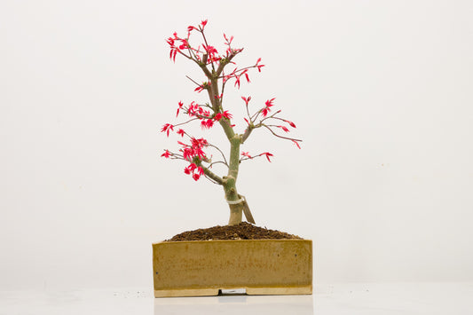 Deshojo Japanese Maple Bonsai+ Care Kit