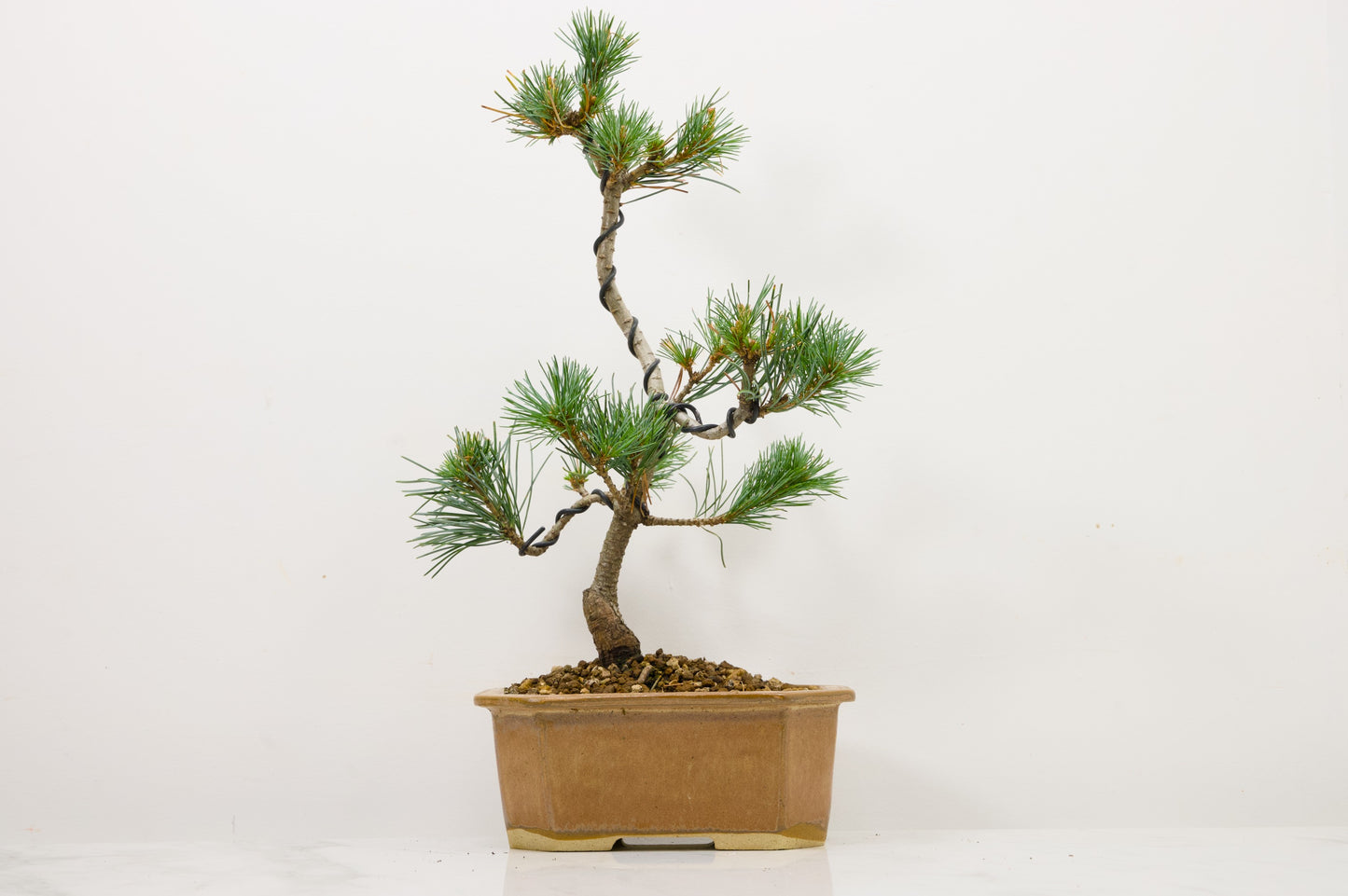 Japanese White Pine Bonsai