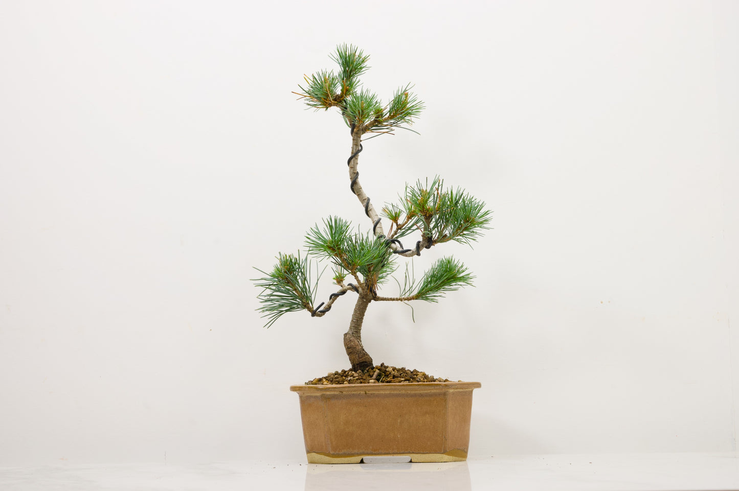 white pine bonsai tree for sale Japanese White Pine Bonsai – Zero Bonsai