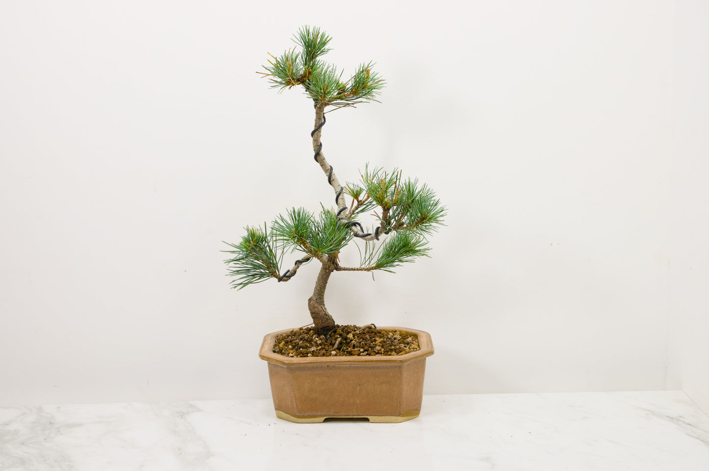 Japanese White Pine Bonsai
