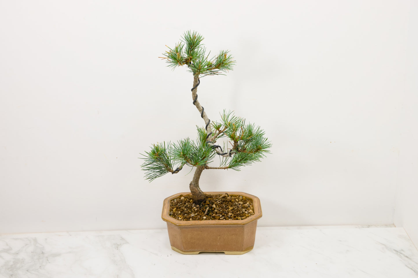 Japanese White Pine Bonsai