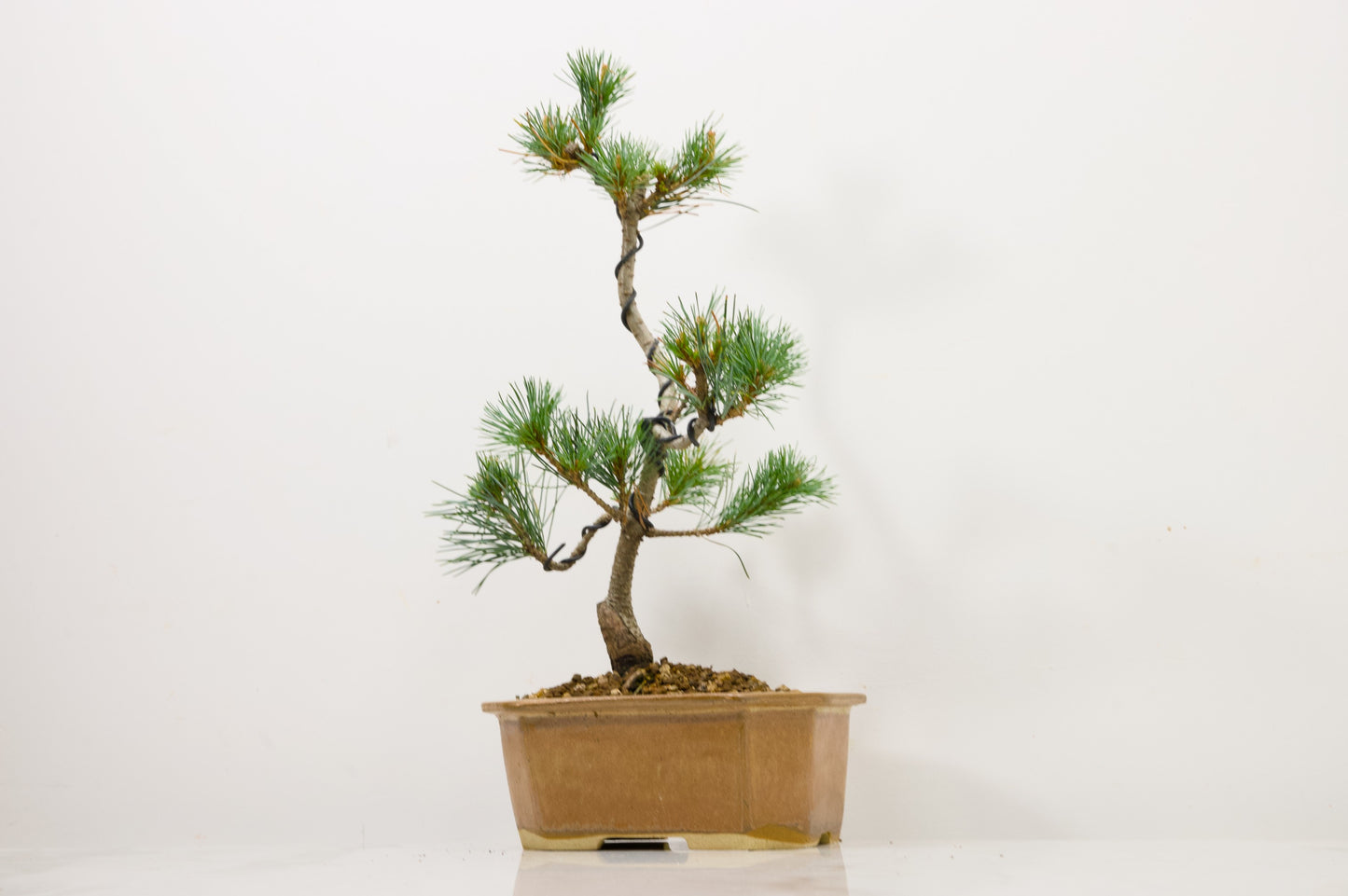 Japanese White Pine Bonsai