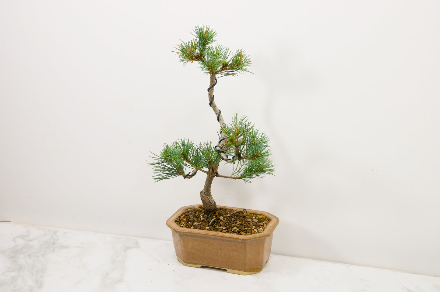 Japanese White Pine Bonsai