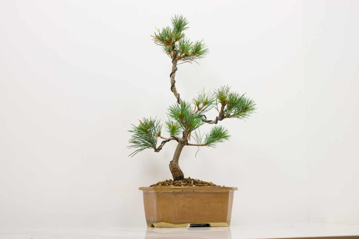 Japanese White Pine Bonsai