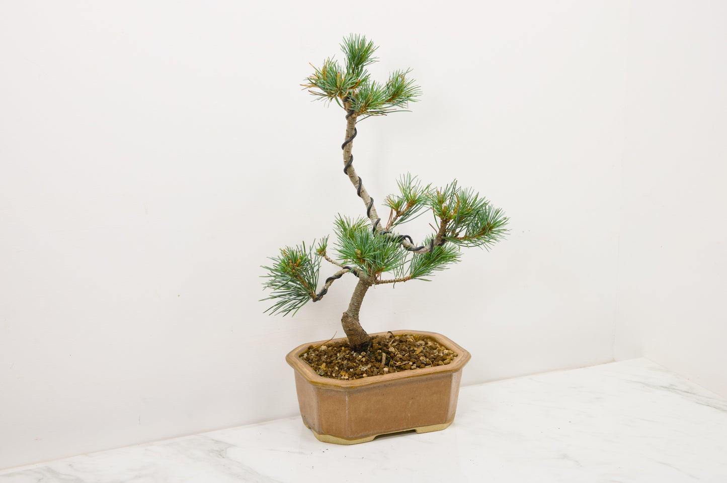 Japanese White Pine Bonsai