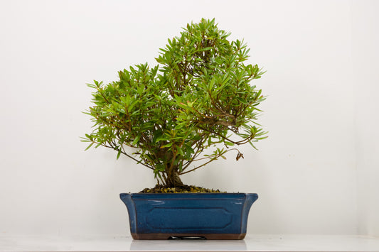 Satsuki Azalea Bonsai & Care Kit