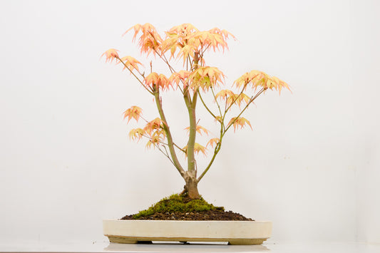 'Katsura' Japanese Maple Bonsai+ Care Kit