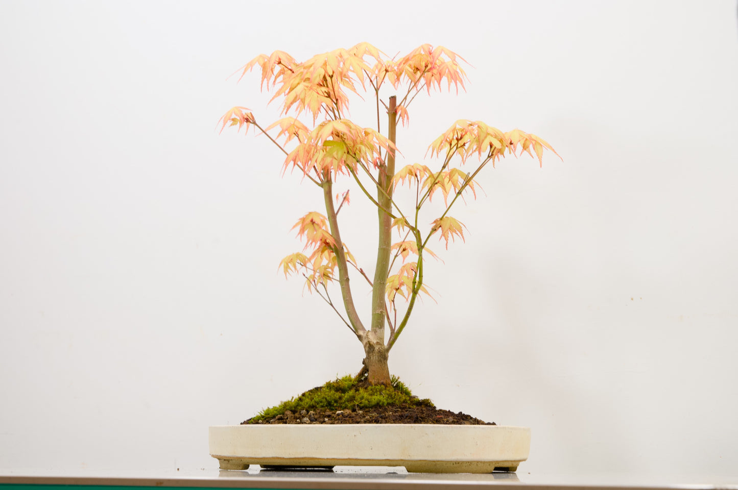 'Katsura' Japanese Maple Bonsai+ Care Kit