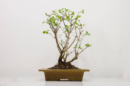 Snow berry - symphoricarpos Bonsai Tree