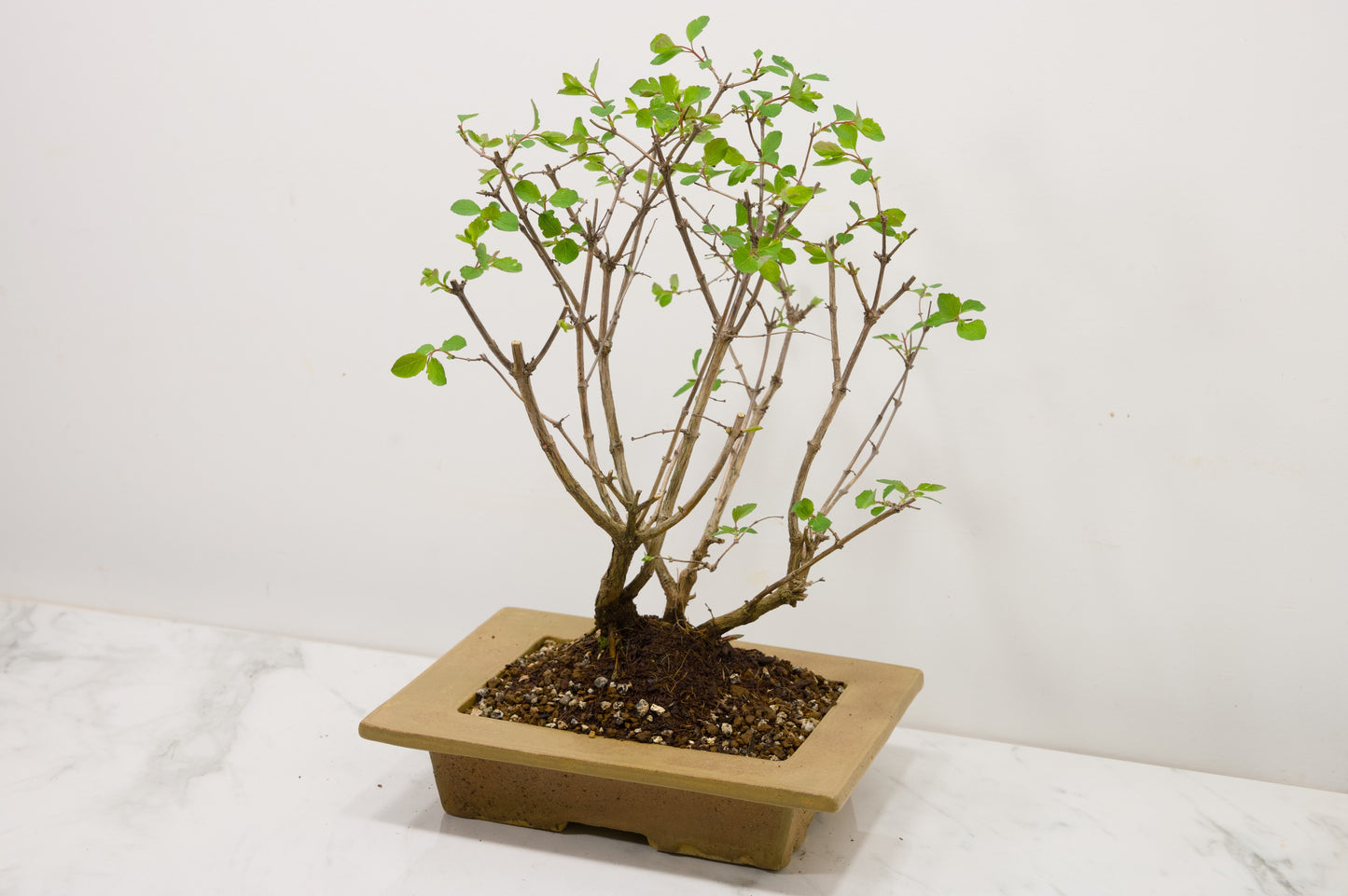 Snow berry - symphoricarpos Bonsai Tree