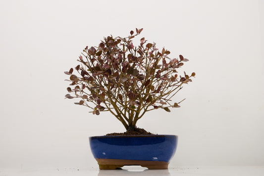 New Zealand Myrtle Bonsai